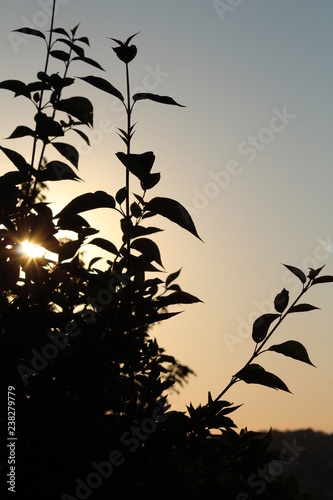 Sonnenuntergang im Saarland - Sonne scheint durch Strauch