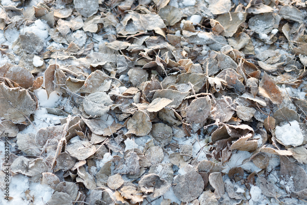 Fall frosty leaves background - the end of autumn and beginning of winter Fall frosty leaves background - the end of autumn and beginning of winter