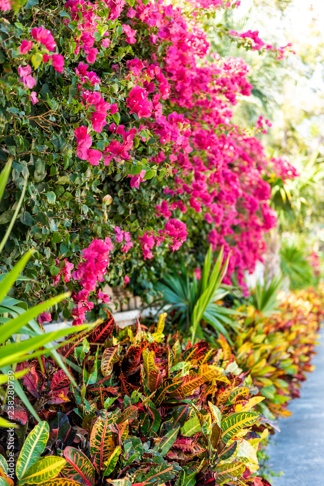 Closeup of vibrant pink bougainvillea flowers in Florida Keys or Miami, green plants landscaping landscaped lining sidewalk street road during summer spring day