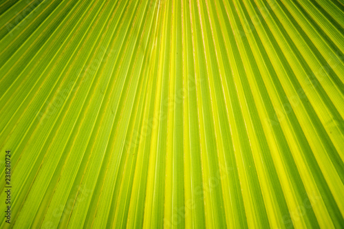 Green fan palm leaf
