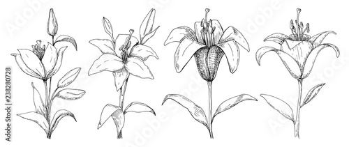 Sketch of flowers. Lily isolated on white background. Vector illustration.