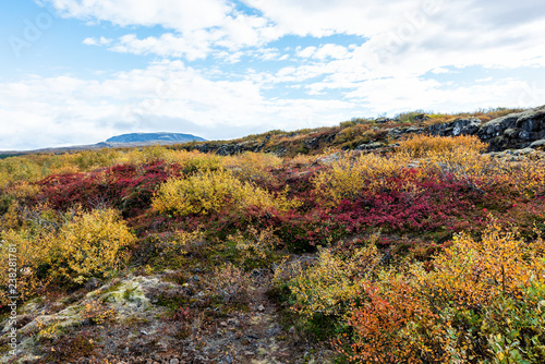 Thingvellir National Park grass shrubs, colorful red and orange autumn plants during day landscape meadow volcanic rocky field, rocks with nobody in Iceland Golden circle route photo