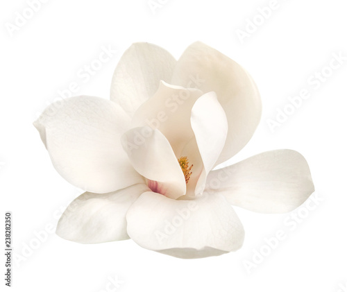 Fotografia, Obraz tender white magnolia flower isolated