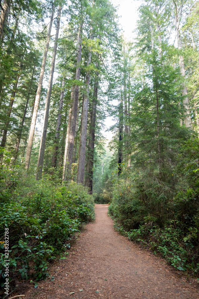 Fototapeta premium Lady Bird Johnson Grove Trail in California Redwoods National Pa