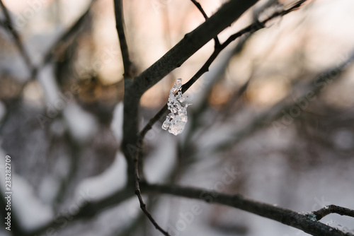 ice on branch