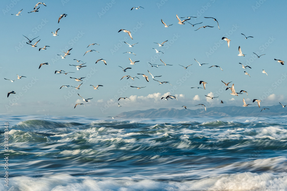 Blue sea and blue sky with flock of birds, Californian beach, Guadalupe Dunes National Wildlife Reserve