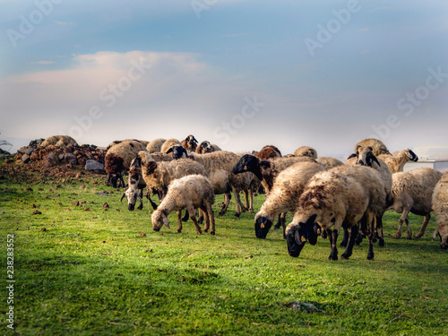 sheep grazing on a green field.