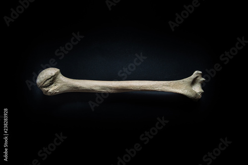 Humerus human bone close up isolated on black background