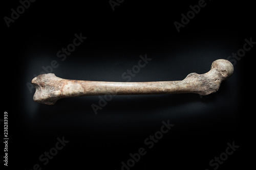 Femur human bone close up isolated on black background