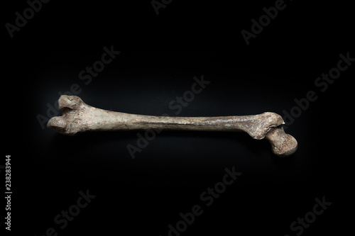 Fotografía Femur human bone close up isolated on black background