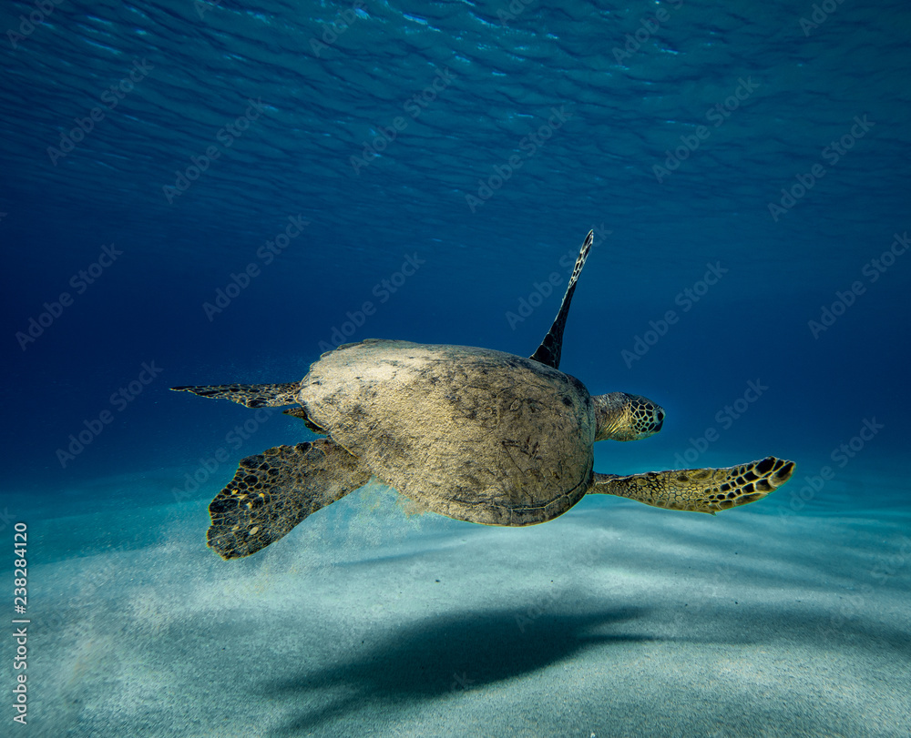 Obraz premium pass by