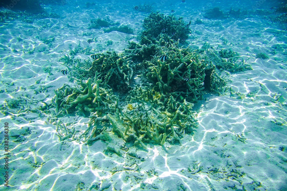 Fototapeta premium Beautiful abstract background / texture of underwater view of white sand bottom and blue water. Snorkeling, Maldives, Indian Ocean. 