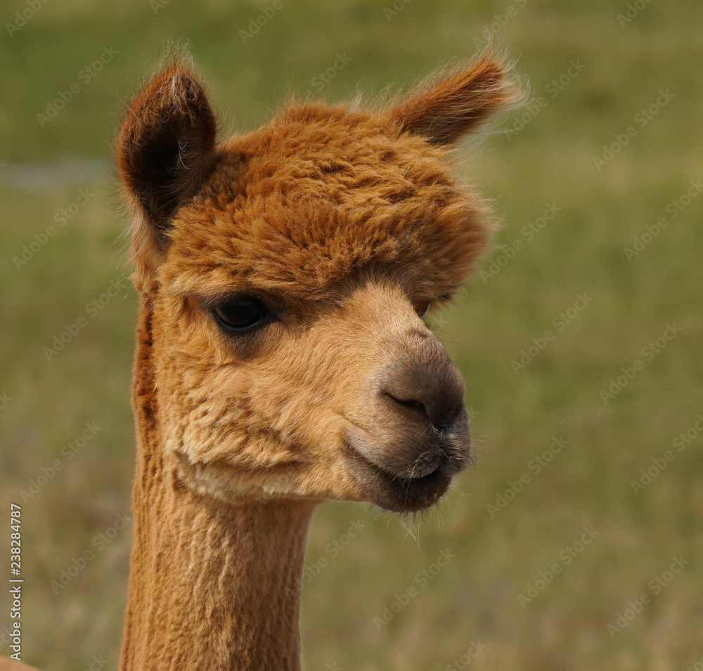 Obraz premium Young Red Headed Alpaca Portrait