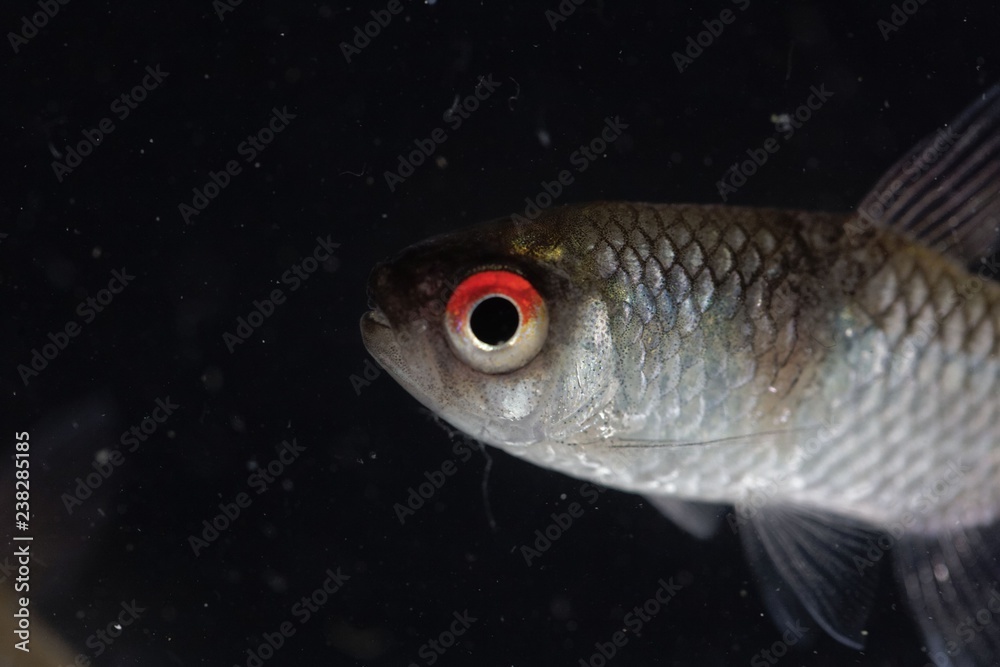 Head of a redeye tetra (Moenkhausia sanctaefilomenae) Head of a redeye tetra (Moenkhausia sanctaefilomenae)