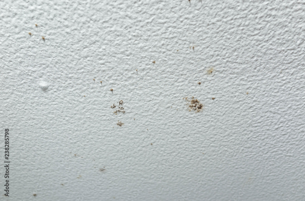 Ceiling has fungus and mildew Ceiling has fungus and mildew