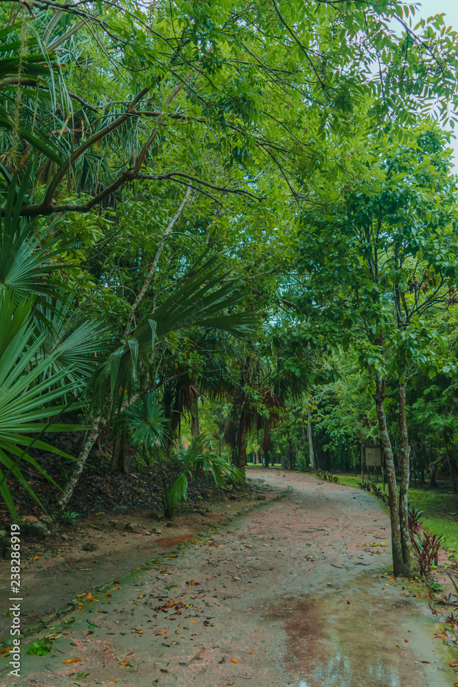 Naklejka premium Foothpath surrounded by trees