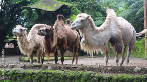 December 8, 2018 : white Camel community in Taman Safari, Bogor, West Java, Indonesia