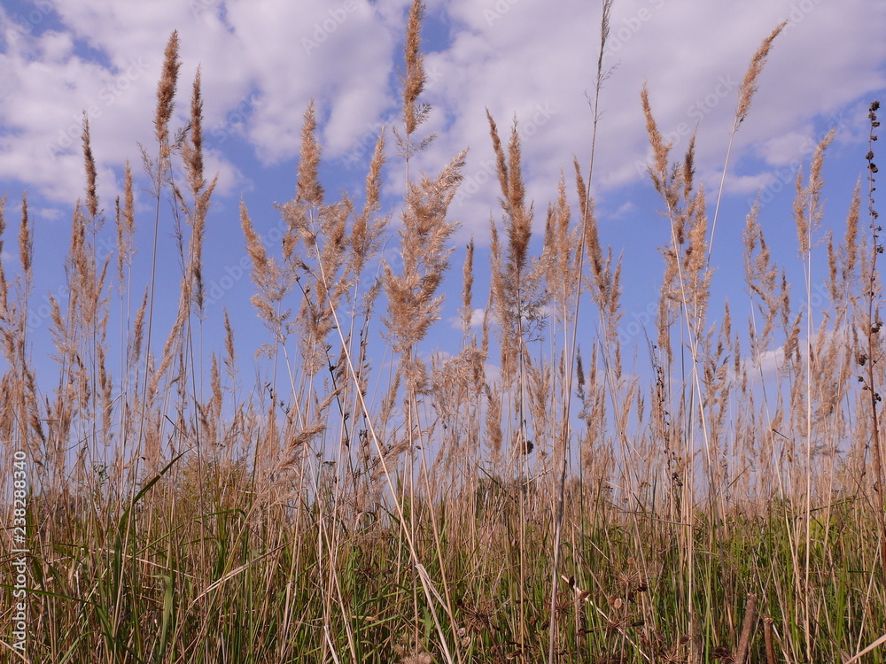 Fototapeta premium Spikelets against the sky