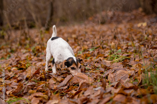 Jack Russell Terrier dog in the forest © Karoline Thalhofer