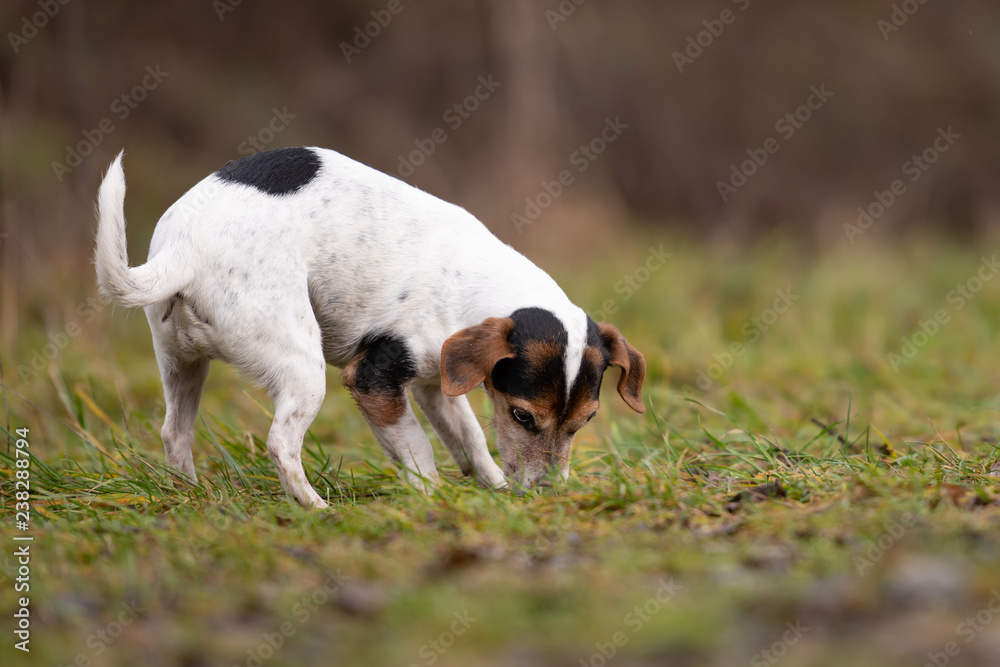 Jack Russell Terrier dog in the forest Jack Russell Terrier dog in the forest