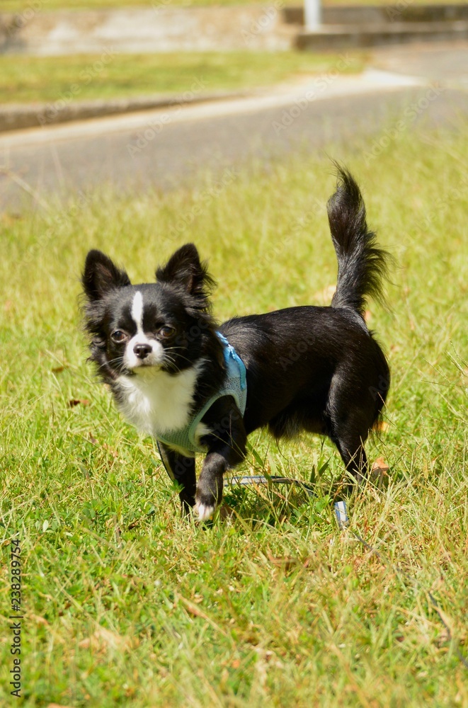It is a picture of Chihuahuas taking a walk It is a picture of Chihuahuas taking a walk