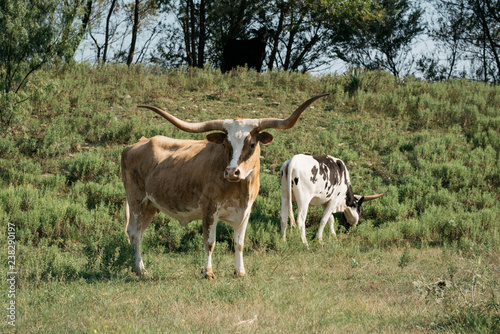 Longhorns Grazing in Field