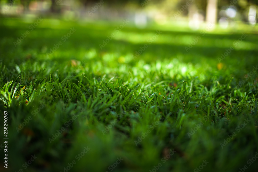 Green grass natural background texture, Close-up on a green lawn.