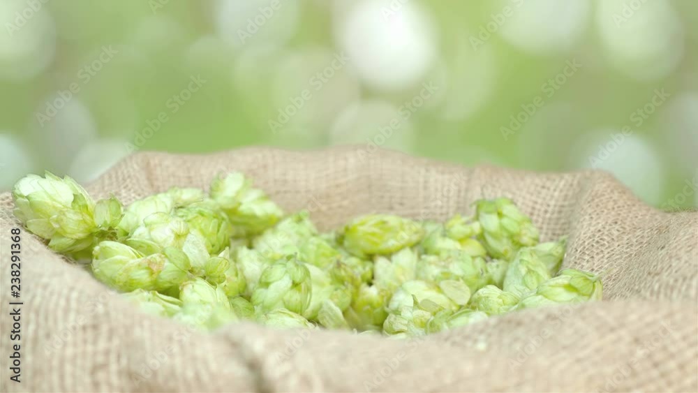 Man taking hops from the linen bag on the plantation in 4k slow motion 60fps Man taking hops from the linen bag on the plantation in 4k slow motion 60fps