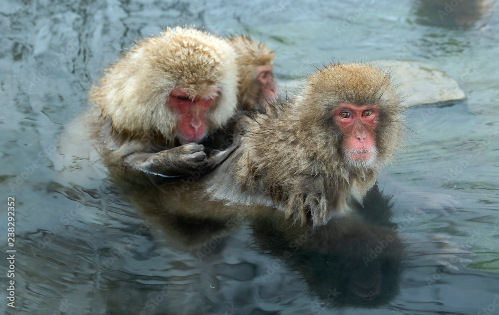 Naklejka premium Japanese macaques in the water of natural hot springs. The Japanese macaque ( Scientific name: Macaca fuscata), also known as the snow monkey. Natural habitat, winter season.