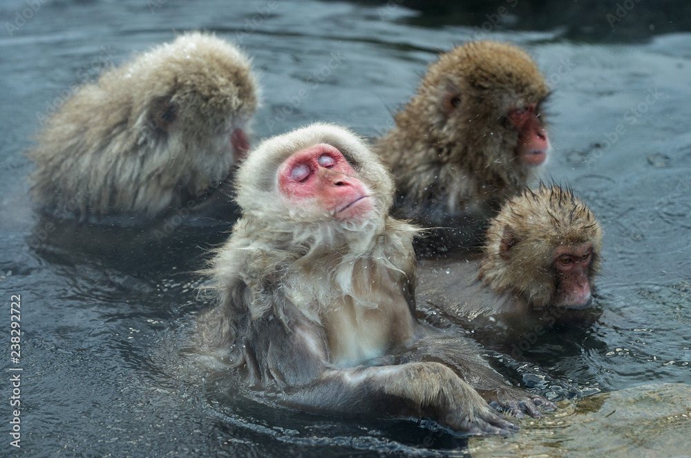 Naklejka premium Japanese macaques in the water of natural hot springs. The Japanese macaque ( Scientific name: Macaca fuscata), also known as the snow monkey. Natural habitat, winter season.