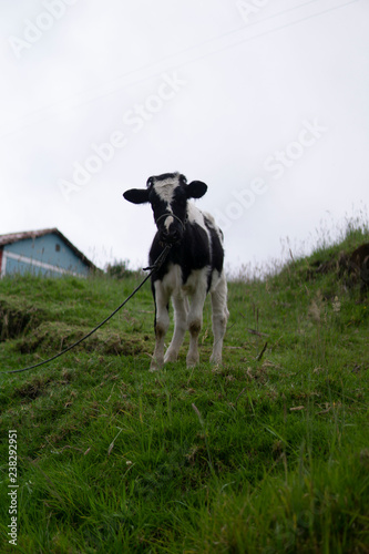 Fototapeta Naklejka Na Ścianę i Meble -  cow looking straight on