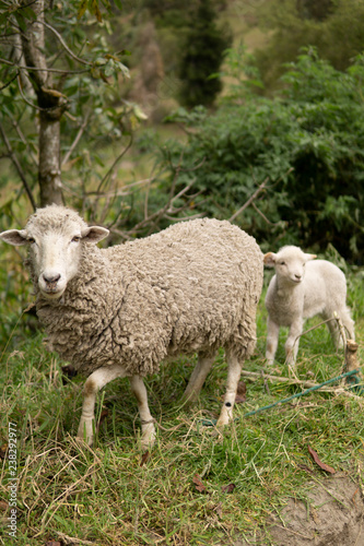 sheep in field portrait