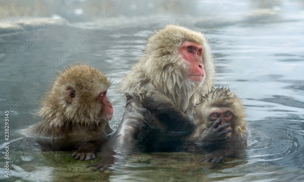 Naklejka premium Japanese macaques in the water of natural hot springs. The Japanese macaque ( Scientific name: Macaca fuscata), also known as the snow monkey. Natural habitat, winter season.