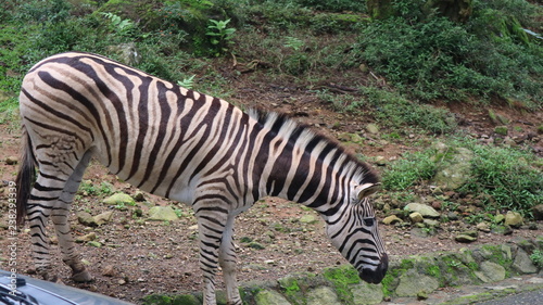 December 8  2018   zebra horse in Taman Safari  Bogor  West Java  Indonesia - Image