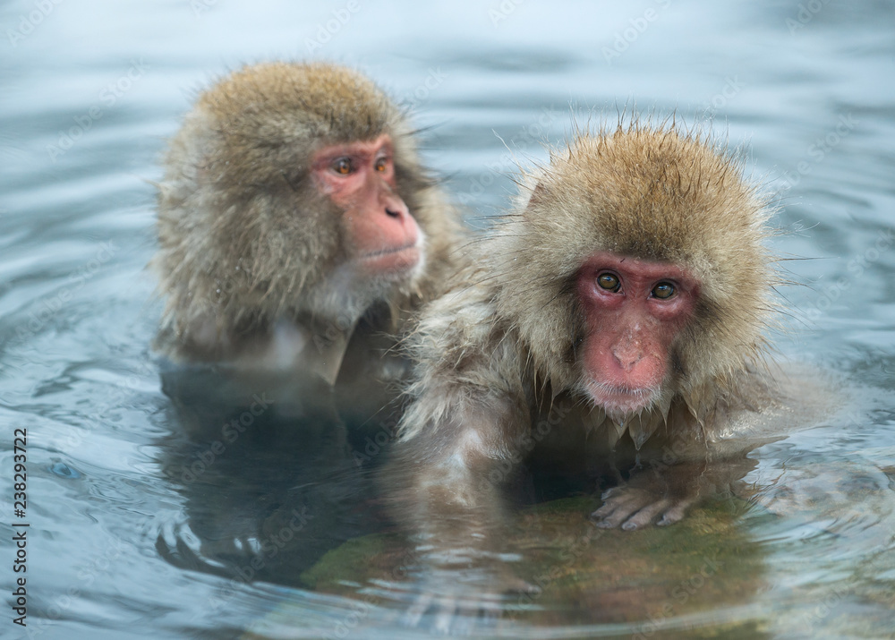 Japanese macaques in the water of natural hot springs. The Japanese macaque ( Scientific name: Macaca fuscata), also known as the snow monkey. Natural habitat, winter season. Japanese macaques in the water of natural hot springs. The Japanese macaque ( Scientific name: Macaca fuscata), also known as the snow monkey. Natural habitat, winter season.