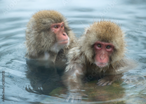 Japanese macaques in the water of natural hot springs. The Japanese macaque   Scientific name  Macaca fuscata   also known as the snow monkey. Natural habitat  winter season.