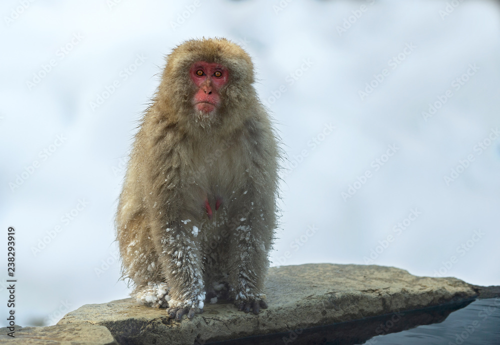 Japanese macaque near the natural hot springs. The Japanese macaque ( Scientific name: Macaca fuscata), also known as the snow monkey. Natural habitat, winter season. Japanese macaque near the natural hot springs. The Japanese macaque ( Scientific name: Macaca fuscata), also known as the snow monkey. Natural habitat, winter season.