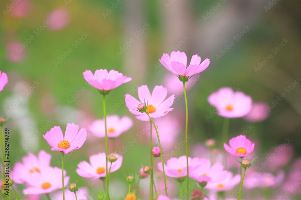 Pink cosmos flower blooming in the field, For background in vintage style soft focus.