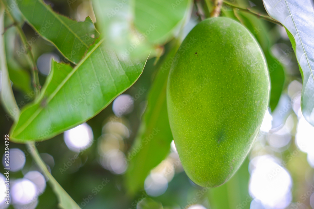 Green Mango are grown on trees as sweet and sour as food, Tropical fruit in Thailand.