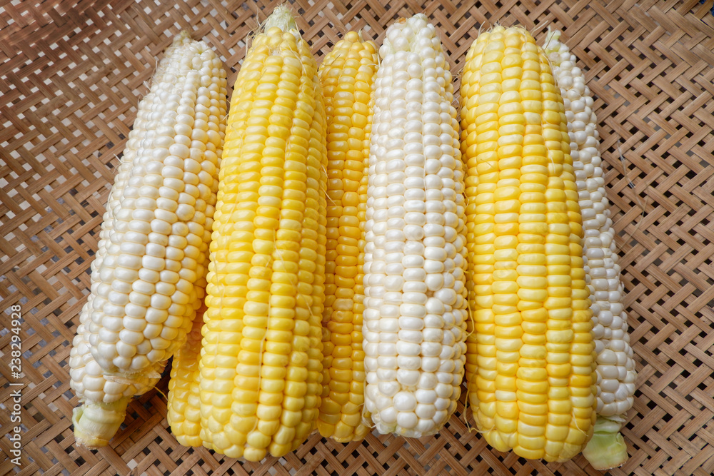 Pure white and Yellow corn, on threshing basket, Product of Thailand Pure white and Yellow corn, on threshing basket, Product of Thailand