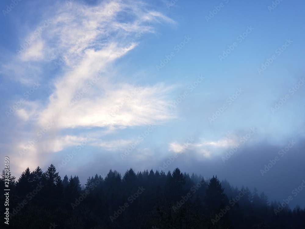 clouds, fog, and treetops