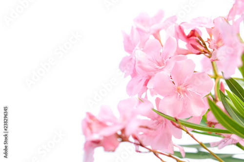 Close-up light pink oleander flower blooming on white bacground (Nerium oleander L.).