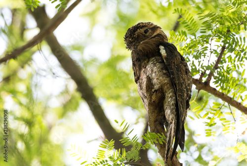 Common Urutau Potoo (Nyctibius griseus) A old wise looking owl perched high on branch stump in a Costa Rica forest.