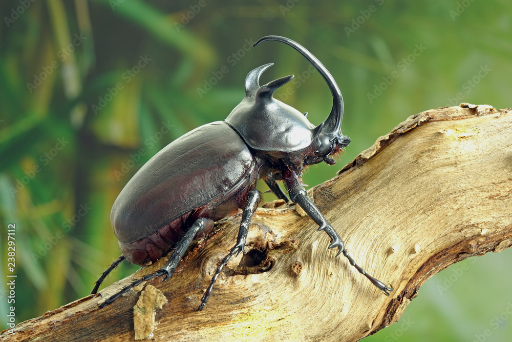 Beetle : Siamese five-horned beetle (Eupatorus siamensis), an endemic species of rhinoceros beetles in Northeast (Isan) Thailand. Famous exotic pets for fighting game. Beetle : Siamese five-horned beetle (Eupatorus siamensis), an endemic species of rhinoceros beetles in Northeast (Isan) Thailand. Famous exotic pets for fighting game.