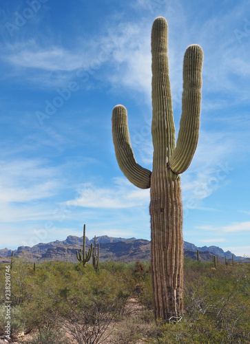 Classic Two Arm Saguaro Desert Cactus
