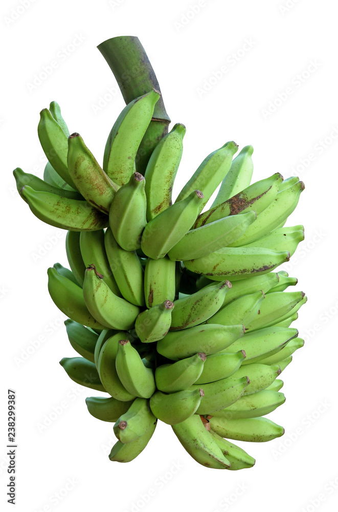 Apple Bananas fresh off the Tree Apple Bananas fresh off the Tree