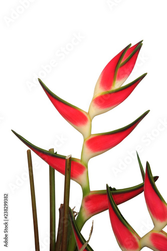 Bird of Paradise Plant