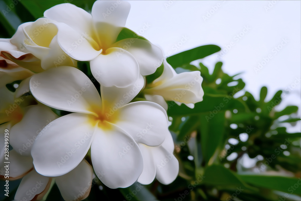White Plumeria flowers on a tree in Digital oil painting style.