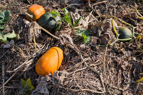 Many different pumpkins and squashes for sale on the food farmers market  -  farvest time in permaculture farm. photo