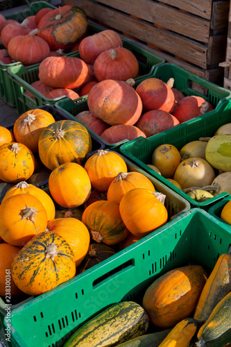 Colourful ornage pumpkin, marrows, squash and cougettes in autumn farmers market shop. photo